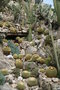 vignette Echinocactus grusonii