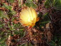 vignette Ferocactus robustus (fleur)