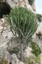 vignette Euphorbia ingens ?