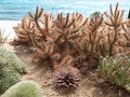 vignette Cylindropuntia ... ?