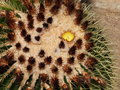 vignette Echinocactus grusonii (dtail)
