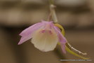 vignette Dendrobium pierardii ou Aphyllum