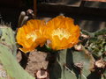 vignette Opuntia (fleurs)