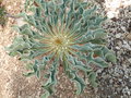 vignette Euphorbia hadramautica?