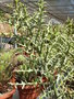 vignette Euphorbia stenoclada