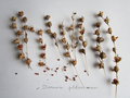 vignette Dierama pulcherrimum, graines