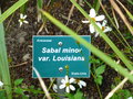 vignette Sabal minor var Louisiana