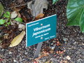vignette Viburnum japonicum - Viorne du Japon