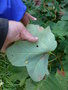 vignette Acer opalus ssp tomentosum ?