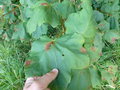 vignette Acer opalus ssp tomentosum ?