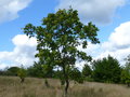 vignette Quercus marilandica - Chêne du maryland