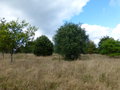 vignette Les Arbres du Monde au Huelgoat - Huelgoat