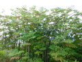 vignette Aralia elata = Aralia chinensis = Aralia japonica = Dimorphanthus elatus