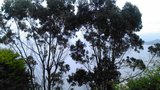 vignette Killiney, Eucalyptus
