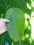 vignette Populus lasiocarpa - Peuplier baumier de Chine