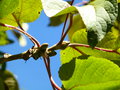 vignette Populus lasiocarpa - Peuplier baumier de Chine