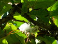 vignette Populus lasiocarpa - Peuplier baumier de Chine