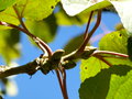 vignette Populus lasiocarpa - Peuplier baumier de Chine