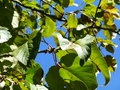 vignette Populus lasiocarpa - Peuplier baumier de Chine