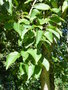 vignette Populus lasiocarpa - Peuplier baumier de Chine