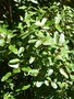 vignette Eucryphia lucida 'Pink Cloud'