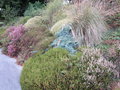 vignette Bruyres, gramines, buis et Juniperus squamata 'Blue Star' dans la rocaille