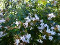 vignette Abelia grandiflora toujours en fleurs et parfumé au 24 09 13