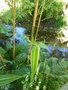 vignette Phyllostachys