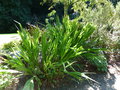 vignette Crocosmia 'Lucifer'