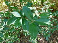 vignette Photinia davidiana 'Palette' = Stranvaesia davidiana 'Palette'