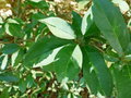 vignette Photinia davidiana 'Palette' = Stranvaesia davidiana 'Palette'