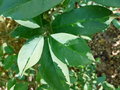 vignette Photinia davidiana 'Palette' = Stranvaesia davidiana 'Palette'