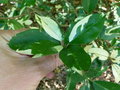 vignette Photinia davidiana 'Palette' = Stranvaesia davidiana 'Palette'