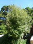 vignette Eucryphia lucida 'Pink Cloud'