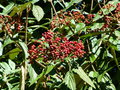 vignette Viburnum rhytidophyllum