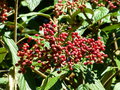 vignette Viburnum rhytidophyllum