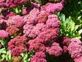 vignette Sedum spectabilis - Sedum spectabile