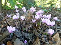 vignette Cyclamen hederifolium