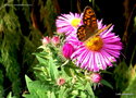 vignette Lasiommata megera (le Satyre si mle, la Mgre si femelle) papillon