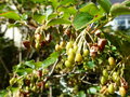 vignette Enkianthus campanulatus