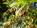 vignette Enkianthus campanulatus