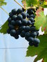vignette Vitis vinifera 'Muscat de Hambourg' - Vigne