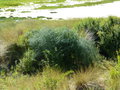 vignette Asparagus officinalis subsp. officinalis - Asperge sauvage
