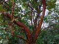 vignette Arbutus Andrachne au magnifique tronc qui se desquame autre vue au 28 09 13