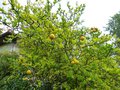 vignette Poncirus Trifoliata aux citrons qui commencent à se colorer gros plan au 28 09 13