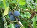 vignette Prunus domestica subsp insititia, prunolier, prunier  petites prunes, polotrez - petite prune, blosse