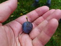 vignette Prunus domestica subsp insititia, prunolier, prunier  petites prunes, polotrez - blosses