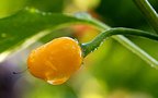 vignette Chiltepin Sonoran orange (C. annuum var. glabriusculum)