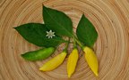 vignette Lemon drop (C. baccatum)