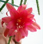 vignette Aporophyllum Celestine fleur